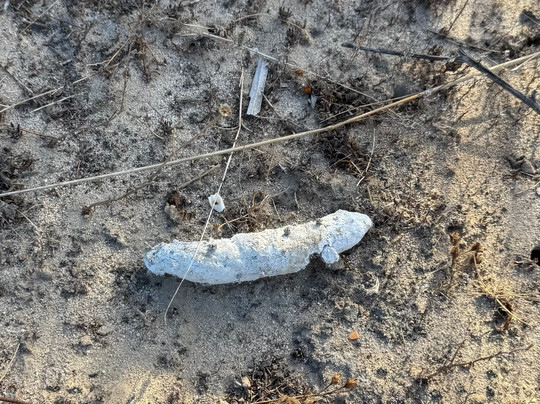 Discovering Donana-El Rocio必去景点