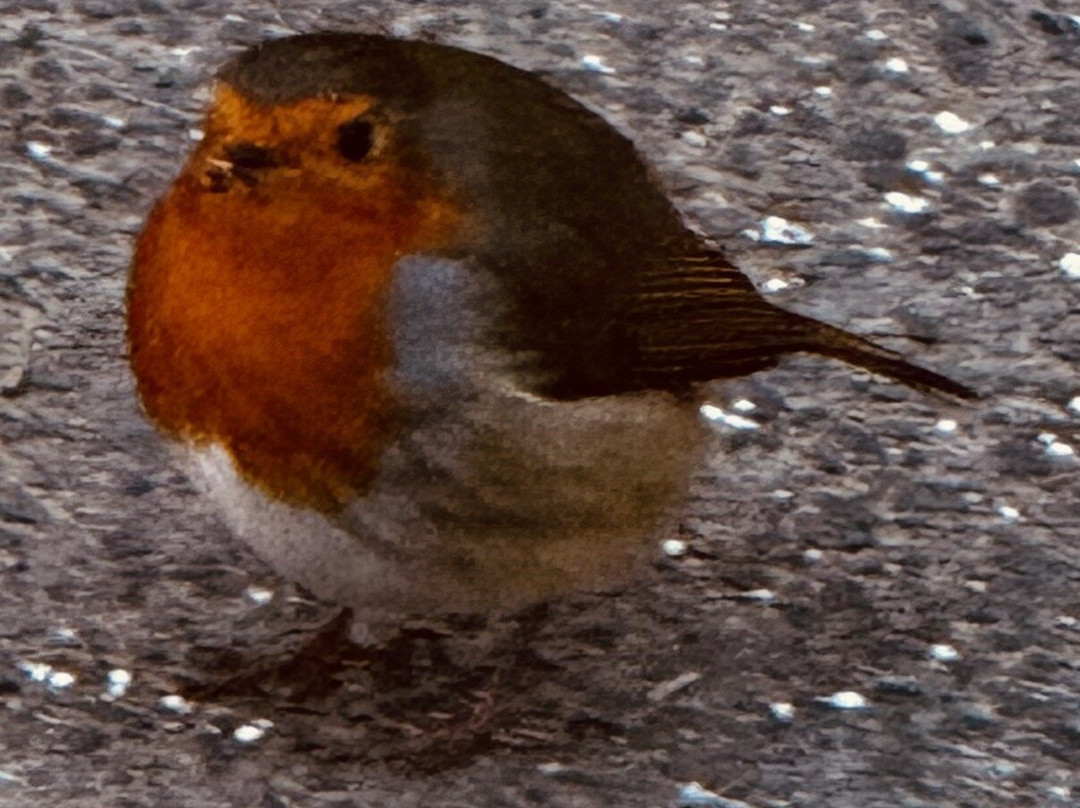 Bridge House Hotel主图