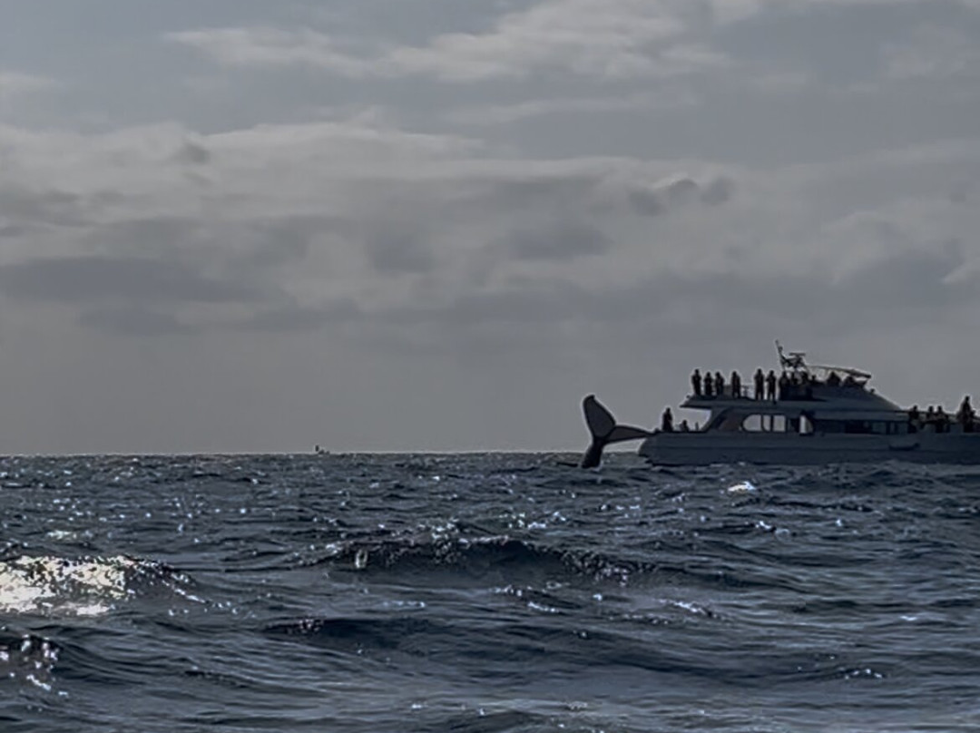 Joy Create Okinawa Tea-da-那霸市必去景点