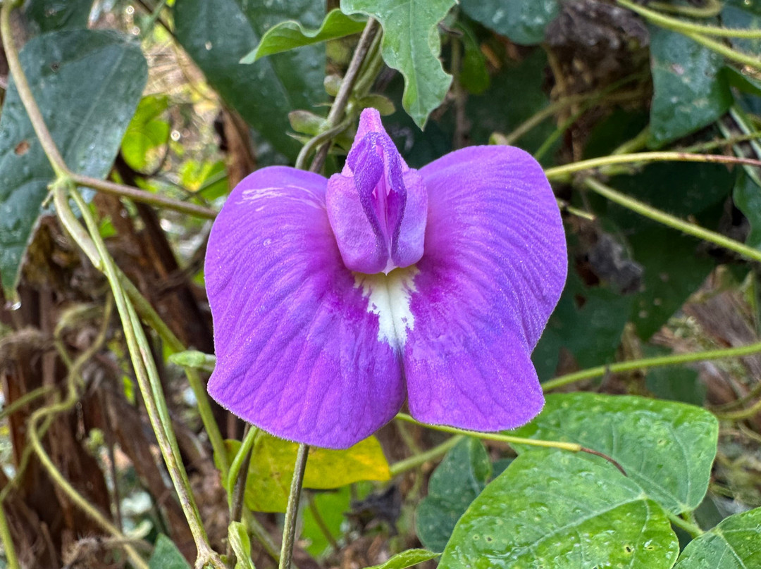 Angel Castillo-Birding Tours-巴利亚多利德必去景点