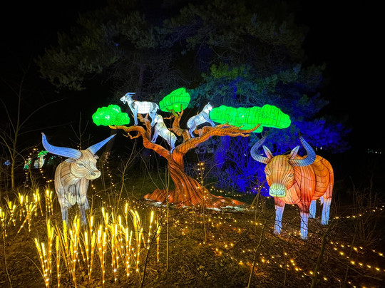 Beekse Bergen - Light Safari-希尔法伦贝克必去景点