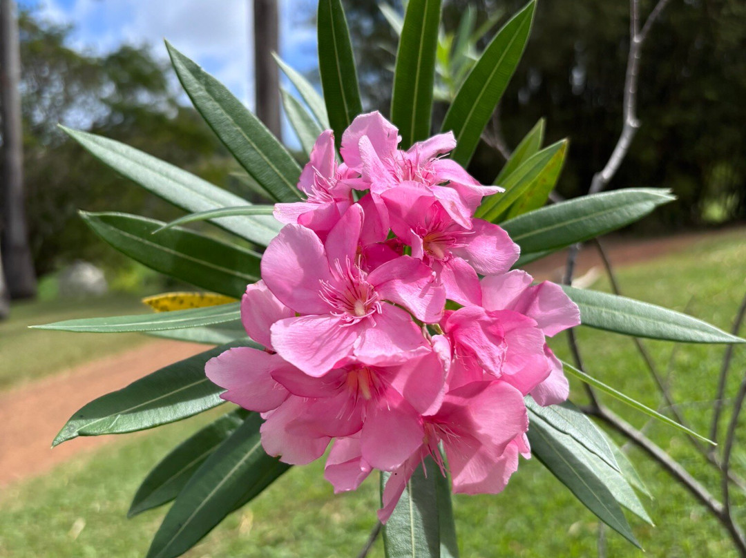 Habitation Clement-Le Francois必去景点