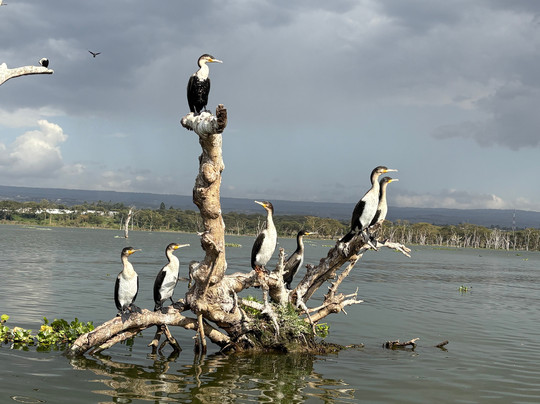 Meektrails Safaris-内罗毕必去景点