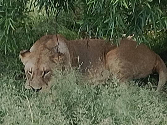 Lion and Cheetah Sanctuary-柯立南必去景点