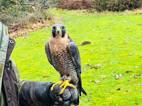 Lake District Falconry-温德米尔必去景点
