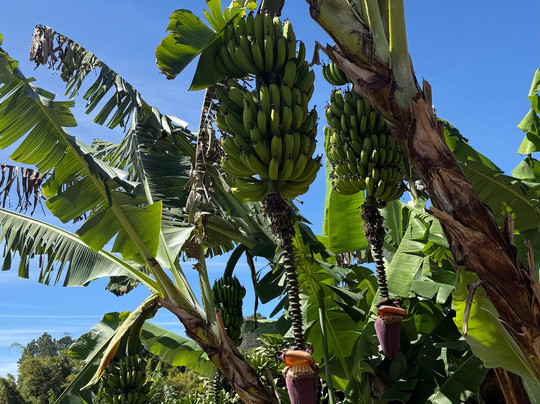 Hacienda Alsacia Starbucks Coffee Farm-Sabanilla必去景点