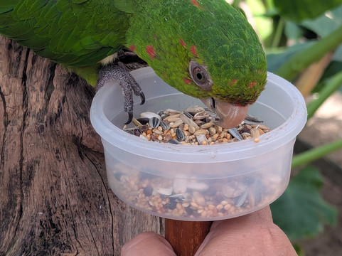 Parotte Ville Bird Sanctuary-圣马丁岛必去景点