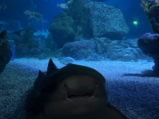 Marassi Aquarium & Underwater Zoo-Diyar Al Muharraq必去景点