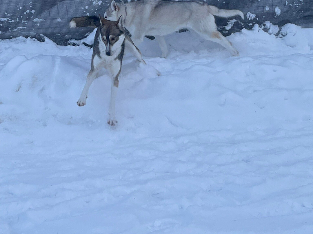 Arctic Circle Husky Park-罗瓦涅米必去景点