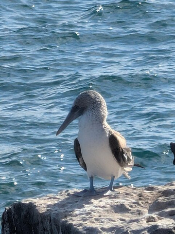 Kajol Lavan Travel, Galapagos Islands-Baltra必去景点