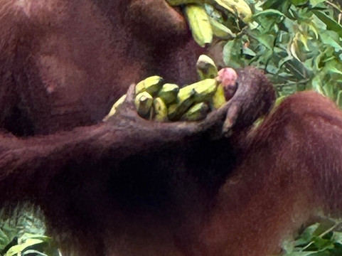 Local Guides - Tanjung Puting-Pangkalan Bun必去景点
