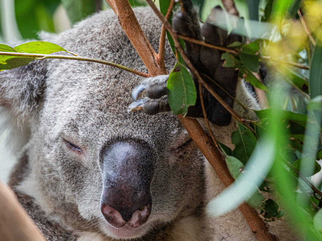 Byron Bay Wildlife Sanctuary-Knockrow必去景点
