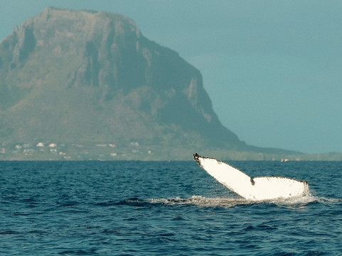 Vitamin Sea Mauritius-黑河必去景点