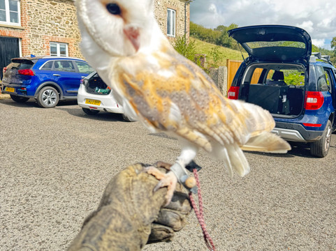 North Devon Hawk Walks-South Molton必去景点