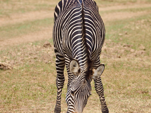 High Class Safaris-纳罗克必去景点