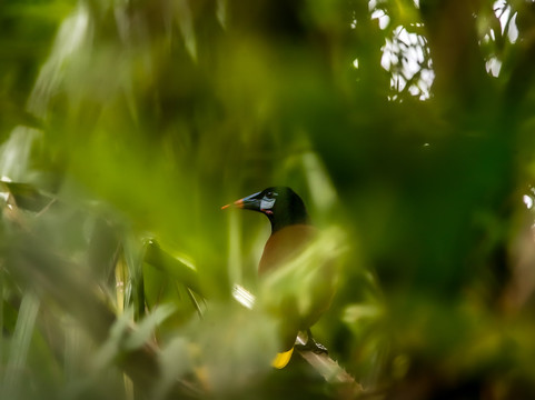 Tranquilo Bay Eco Adventure Lodge主图