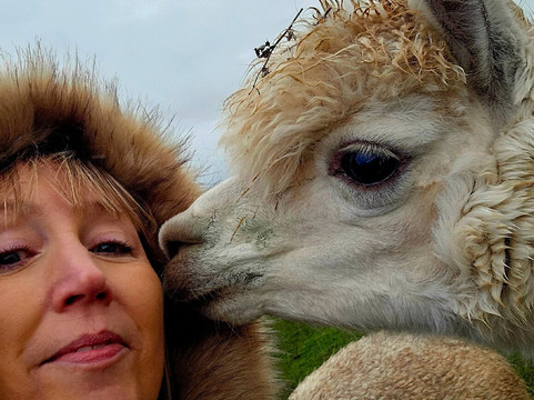 Cheshire Alpacas-Antrobus必去景点