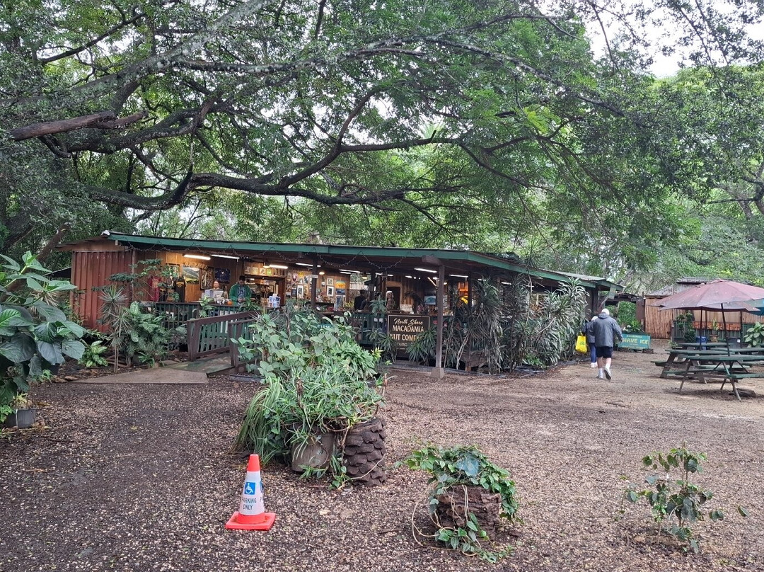 North Shore Macadamia Nut Company-哈雷瓦必去景点