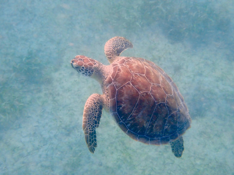 Crystal Clear-维切克岛必去景点
