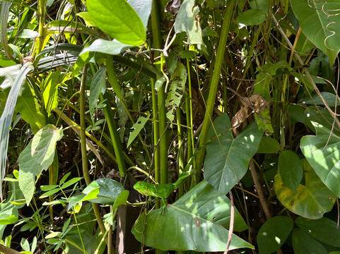 NATIVOS JALAPÃO-Palmas必去景点