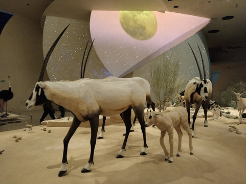 National Museum of Qatar-多哈必去景点