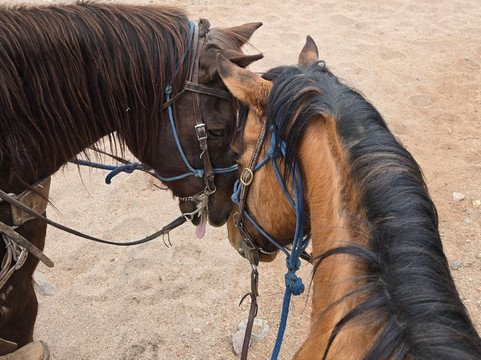 Arizona Horse Company-Wickenburg必去景点