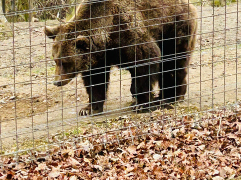 Libearty Bear Sanctuary Zarnesti-Zarnesti必去景点
