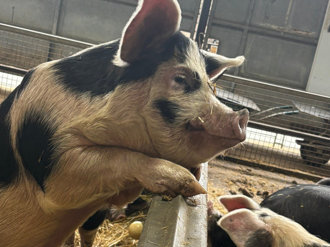 Wimpole Estate-Arrington必去景点