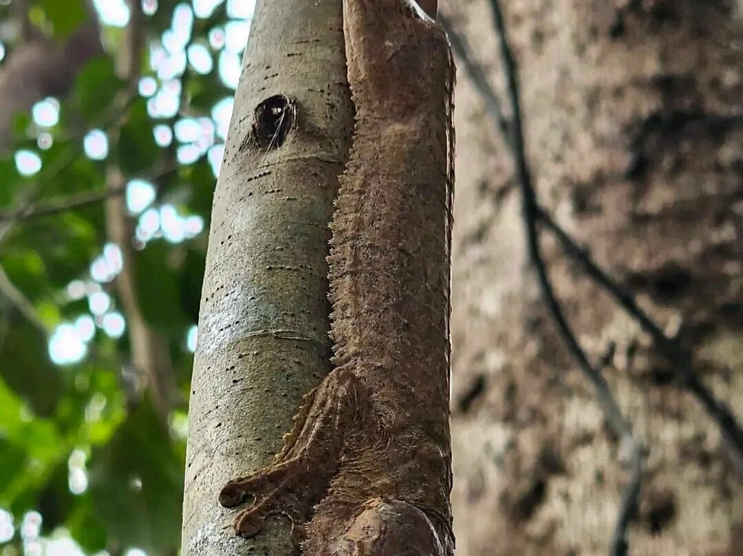 Lokobe Nature Special Reserve-诺西贝必去景点