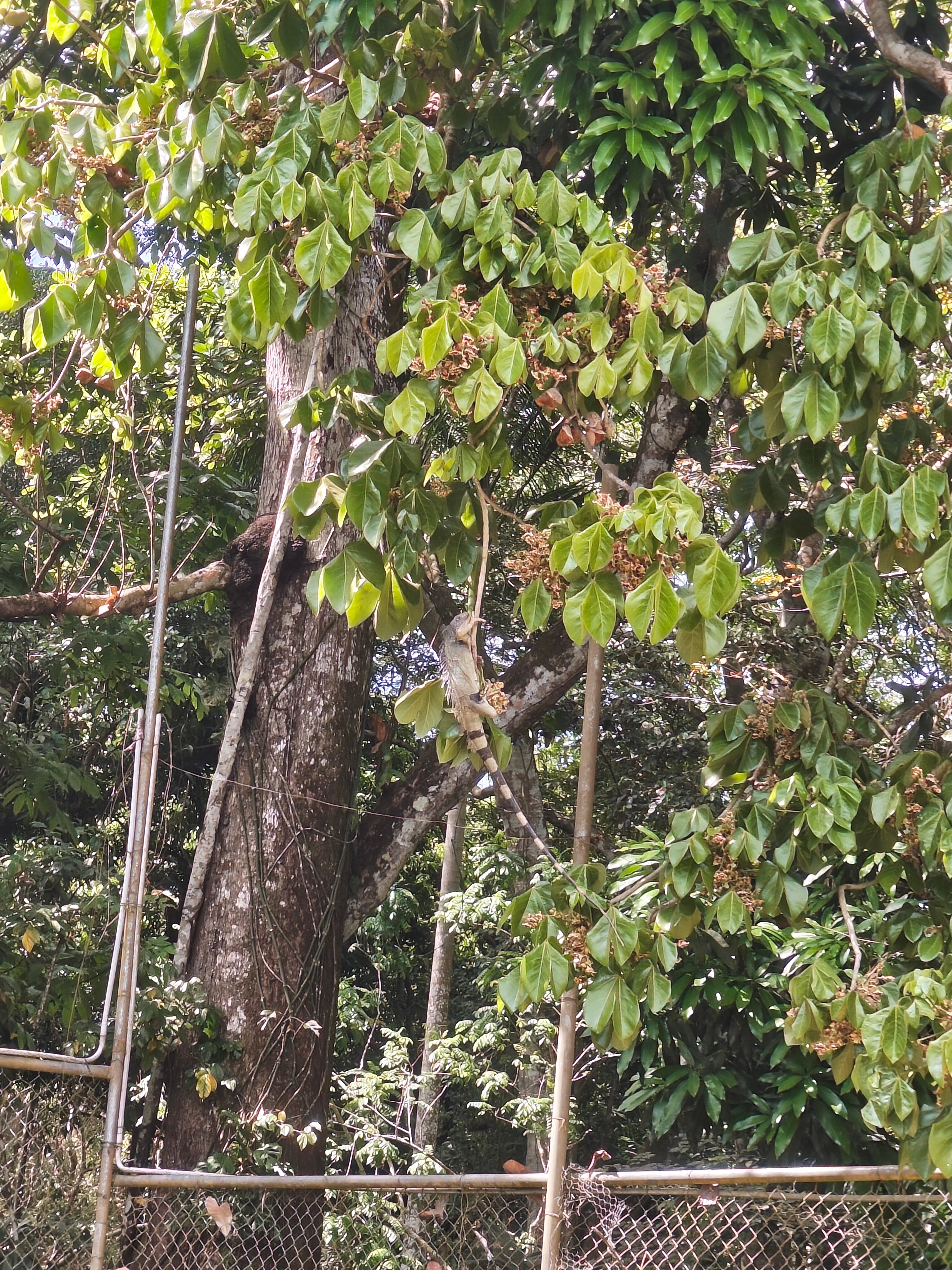 Coconut Lodge-官方