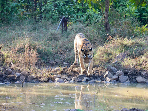 Tadoba Andhari National Park-Chandrapur District必去景点