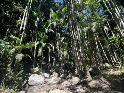 Curtis Falls-丹百林山必去景点