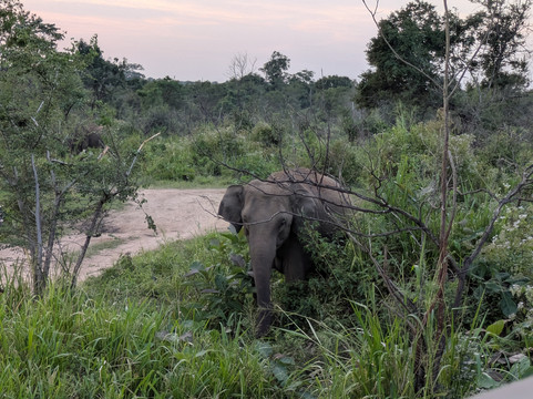 Sri Lanka Driver Hire-科伦坡必去景点