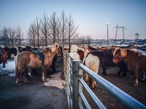 Eldhestar Volcano Horses-Olfus必去景点