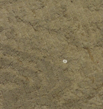 The New Victorian Mansion Bed and Breakfast主图