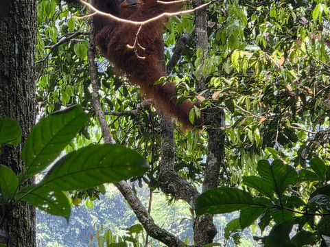 Sumatra Tour Adventures-武吉拉旺必去景点