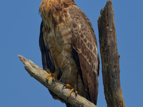 Nyandungu Eco-Park-吉佳利必去景点