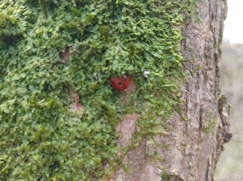 House of Dun-Montrose必去景点