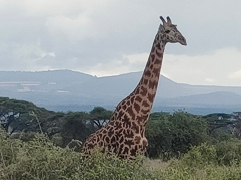 Safari In Kenya Con Samba-瓦塔木必去景点