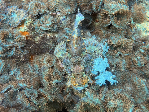 Mbi Divecenter-妈妈拍丝瓜岛必去景点