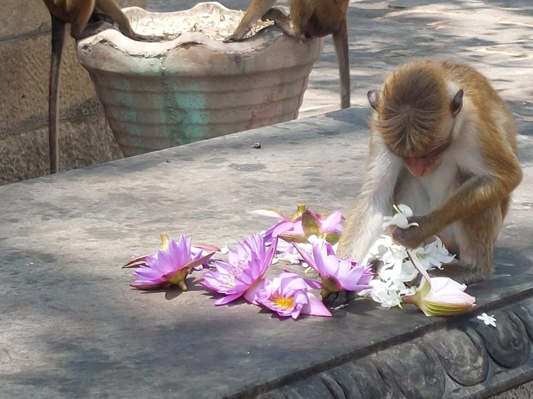 Tours Lanka with Manoj-尼甘布必去景点