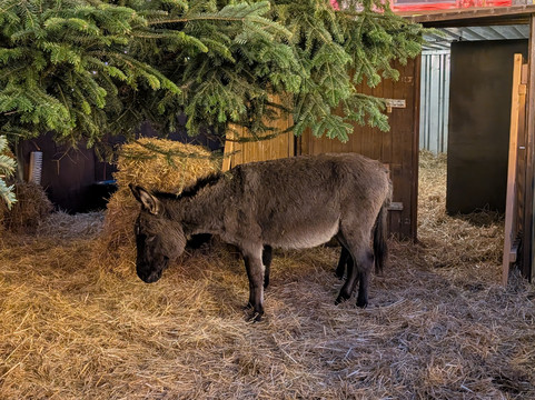 Muensterplatz-乌尔姆必去景点