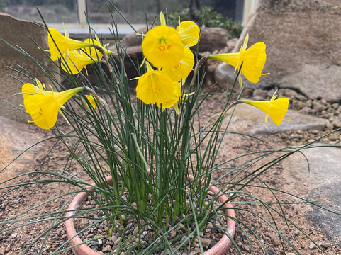 RHS Garden Harlow Carr-哈罗盖特必去景点