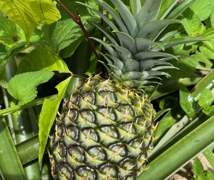 Goolonukos-塔马林多必去景点