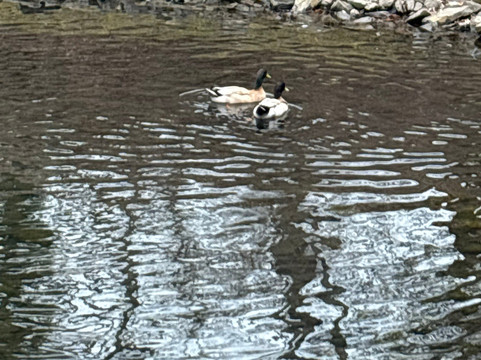 议会公园-萨拉托加温泉必去景点