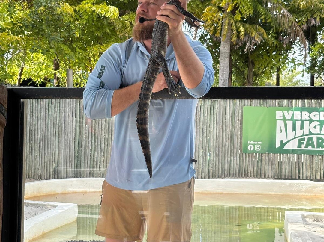 大沼泽地鳄鱼场-霍姆斯特德必去景点