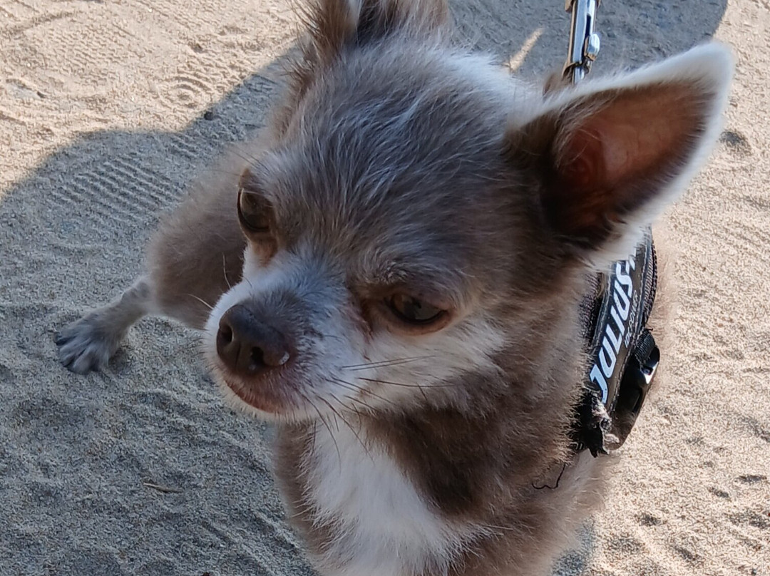 Plage d'Ilbarritz-Bidart必去景点