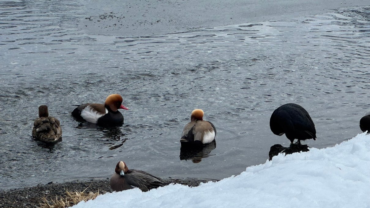阿罗萨及美景 SPA 布拉特酒店-官方
