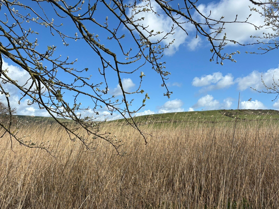 Abbotsbury Swannery-Abbotsbury必去景点