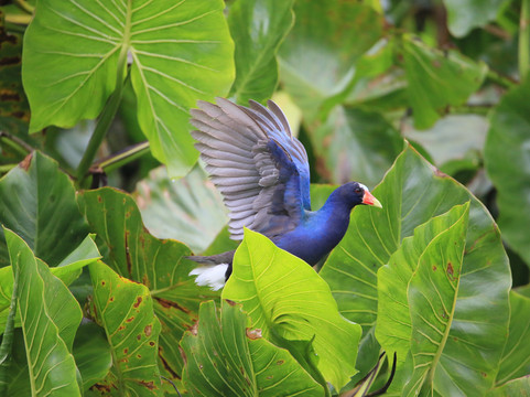 Selva Verde Tours-Misahualli必去景点